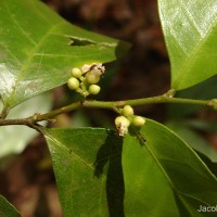 <i>Dichapetalum zeylanicum</i>  Kosterm.